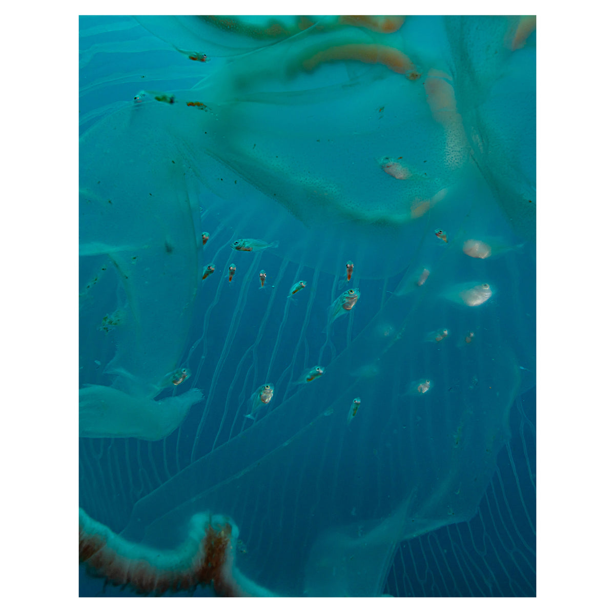 Medusa con peces 2